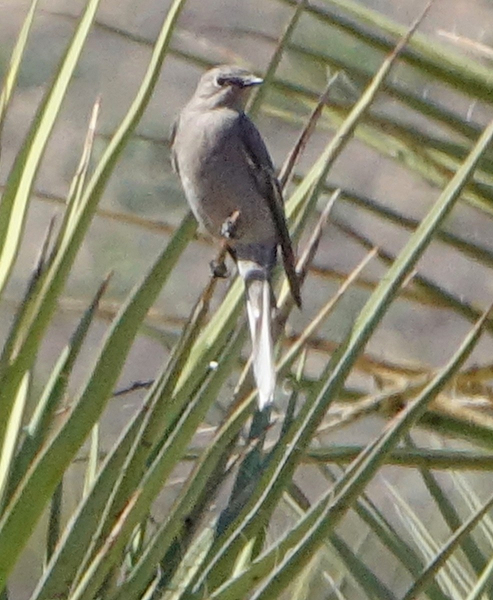Townsend's Solitaire - ML541621081
