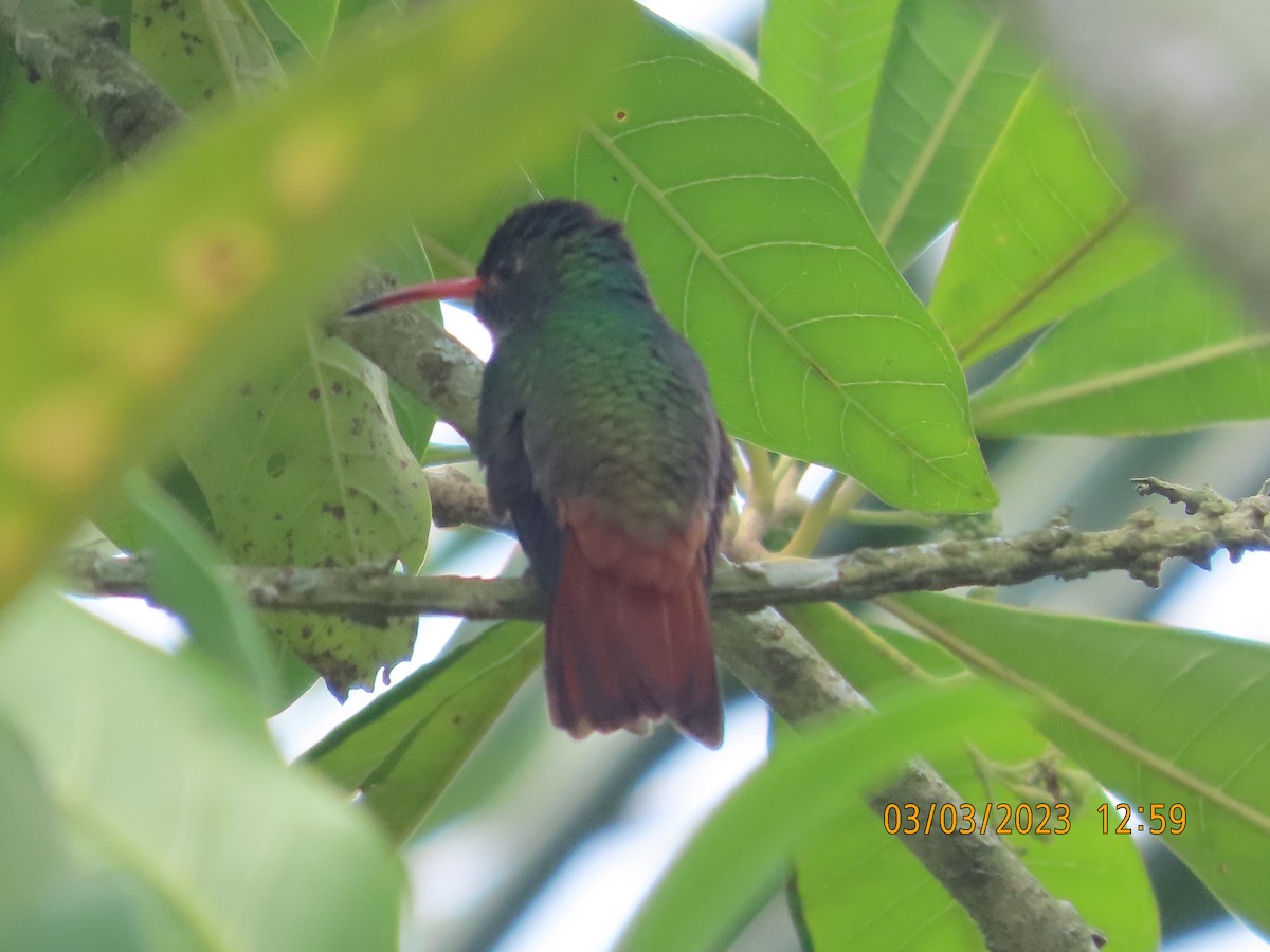 Rufous-tailed Hummingbird - kathy hart