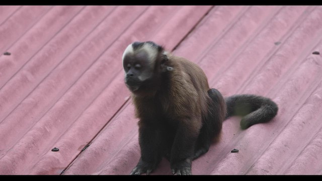 brown capuchin - ML541625221