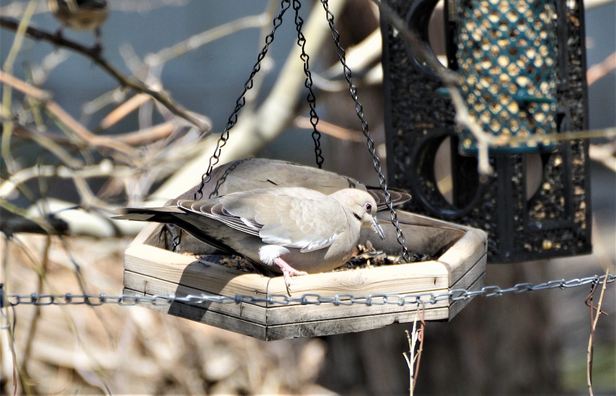 White-winged Dove - ML541628911