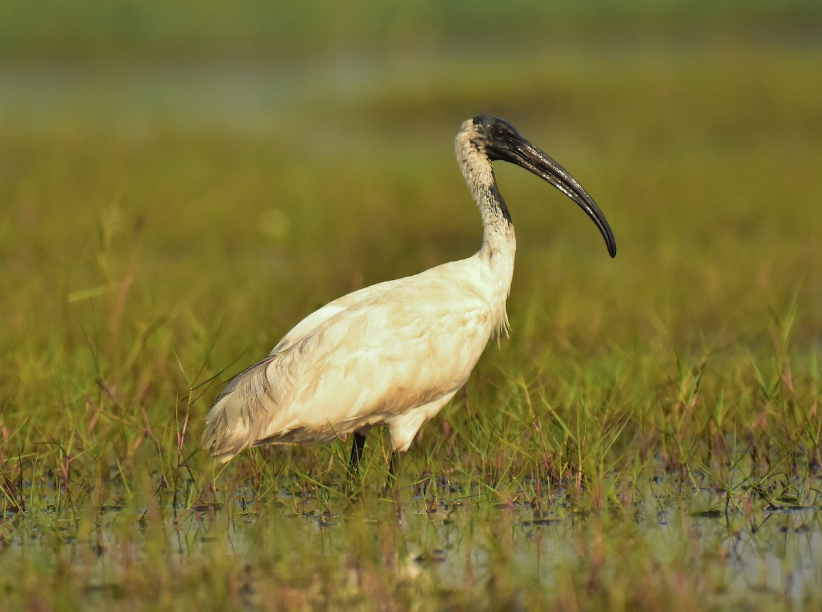 ibis černohlavý - ML541629671