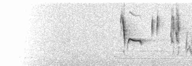  - Bull-headed Shrike