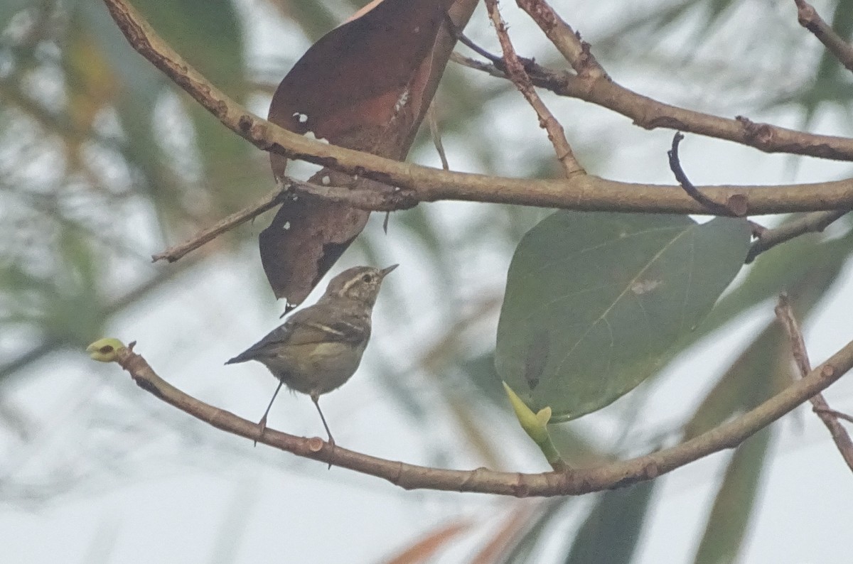 Hume's Warbler - ML541636591