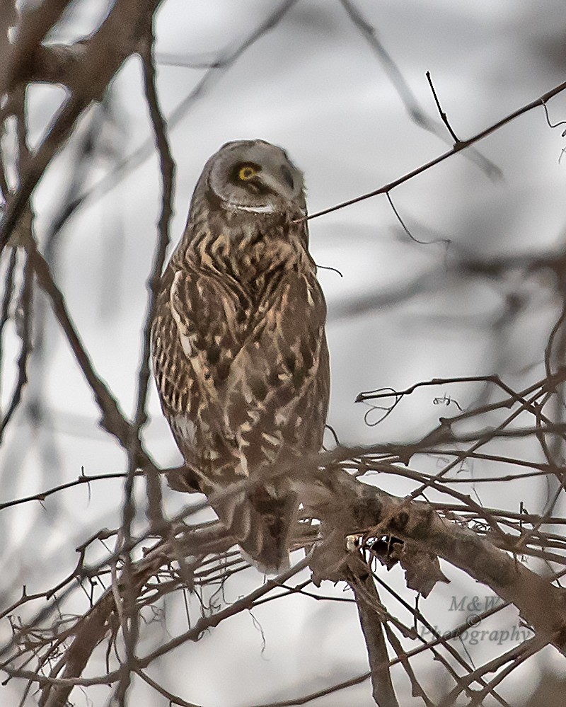 Short-eared Owl (Northern) - ML541637631