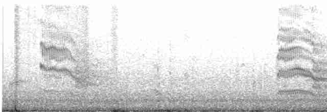 Sterninae sp. - ML541645481