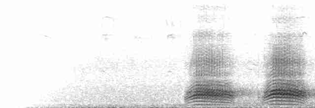  - Large-billed Crow (Large-billed)