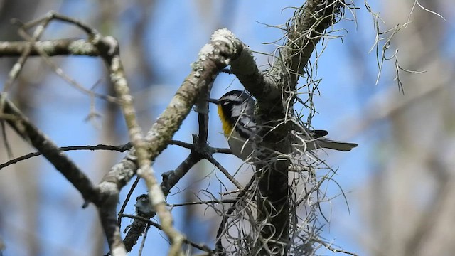 Yellow-throated Warbler - ML541650791