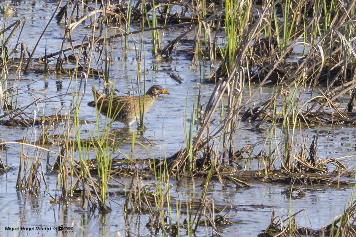 Spotted Crake - ML54165231