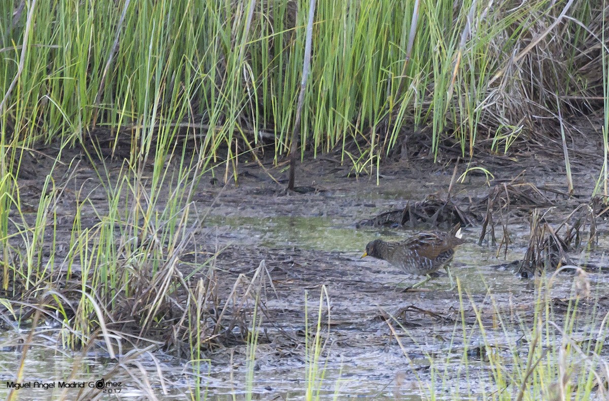 Spotted Crake - ML54165251