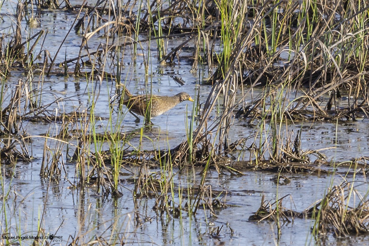 Spotted Crake - ML54165261