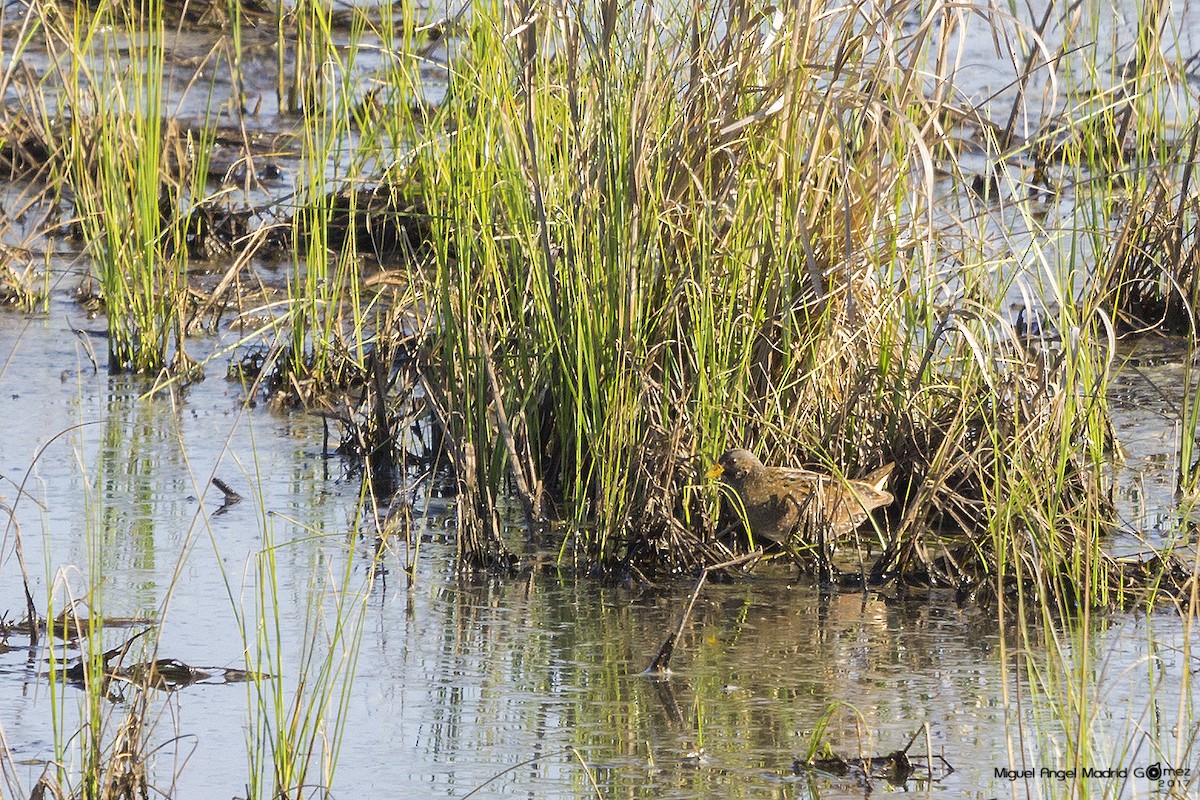 Spotted Crake - ML54165271