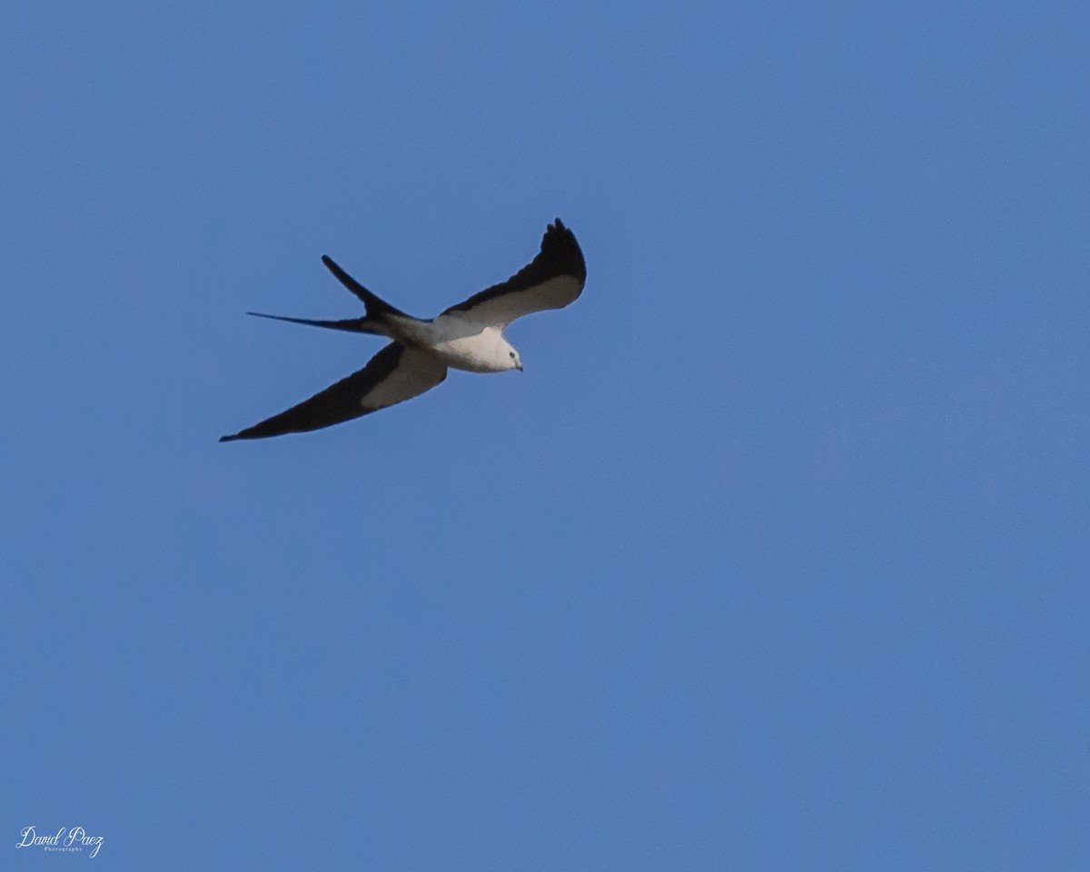 Swallow-tailed Kite - ML541655181