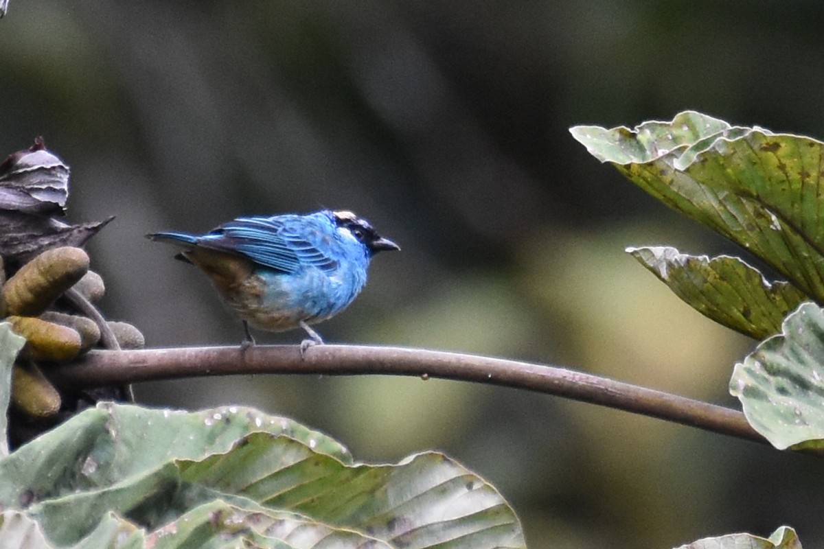 Golden-naped Tanager - ML541655441