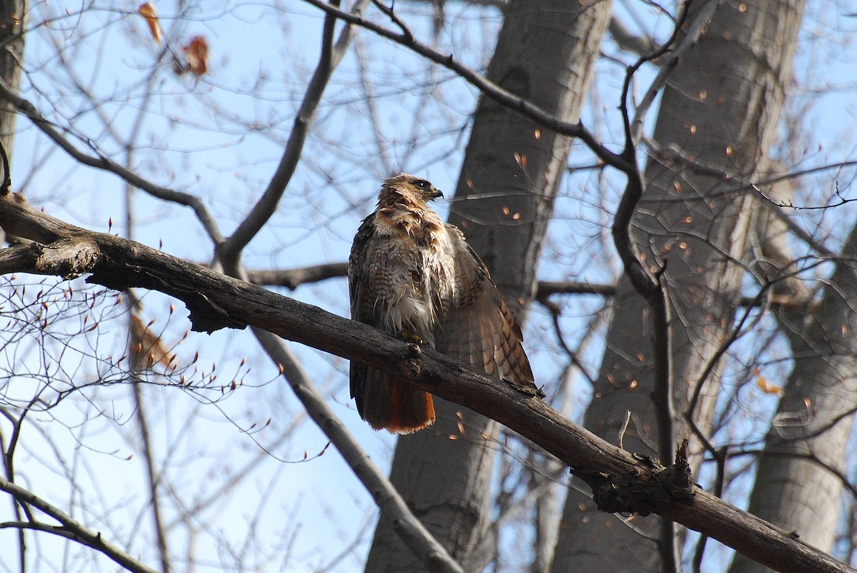 Red-tailed Hawk - Brian Hicks