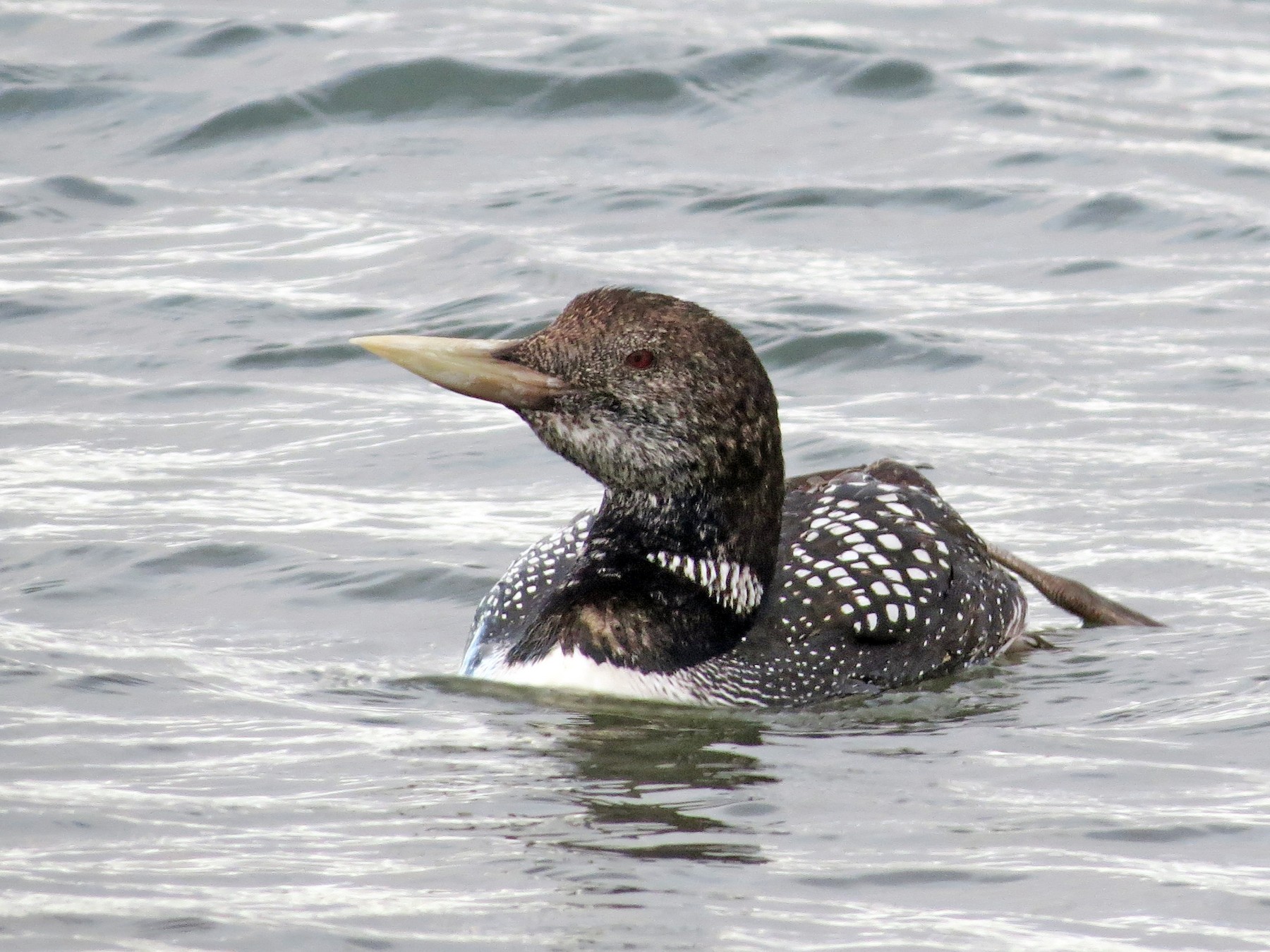 Yellow-billed Loon - Carl Engstrom