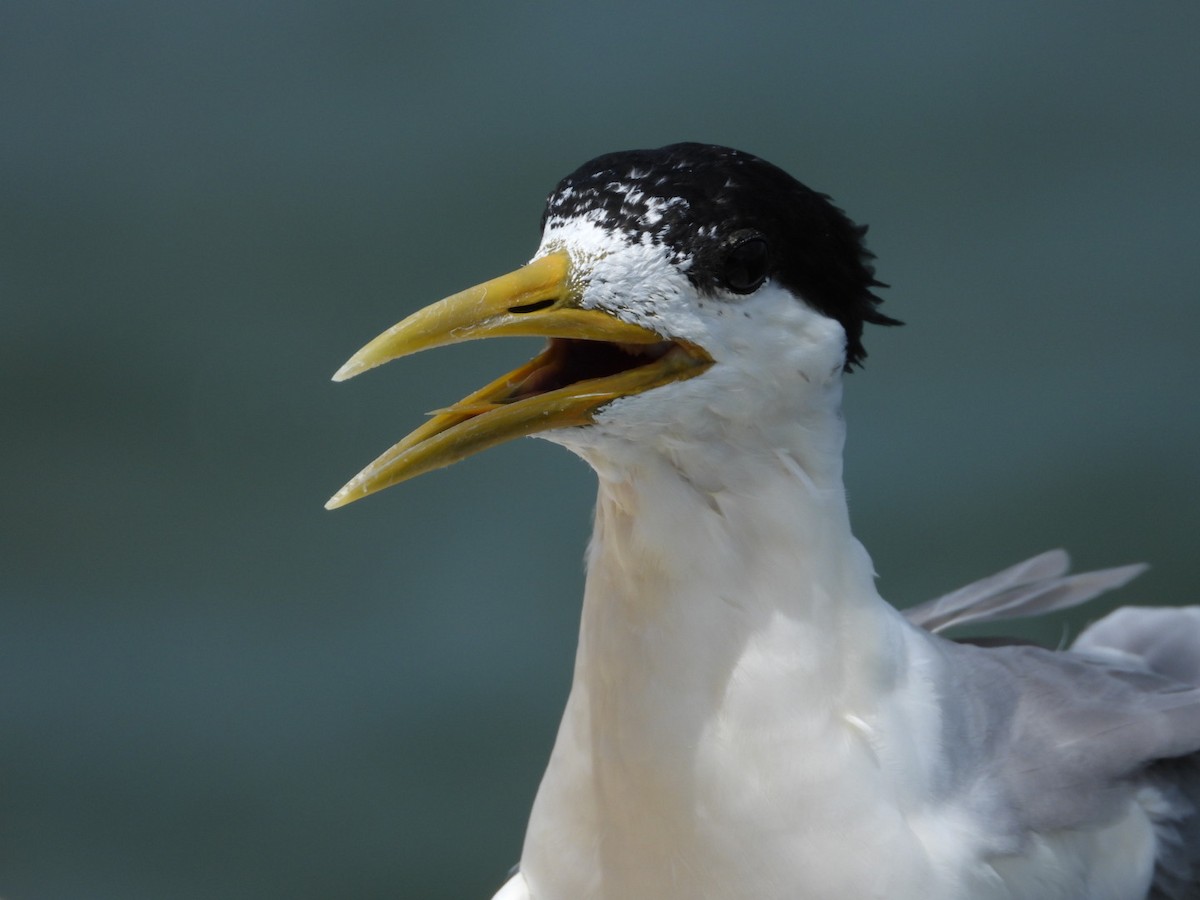 Great Crested Tern - ML541673161