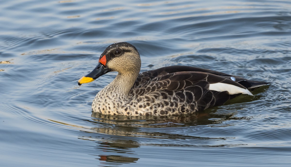 Indian Spot-billed Duck - ML541673901