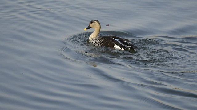 Indian Spot-billed Duck - ML541673951