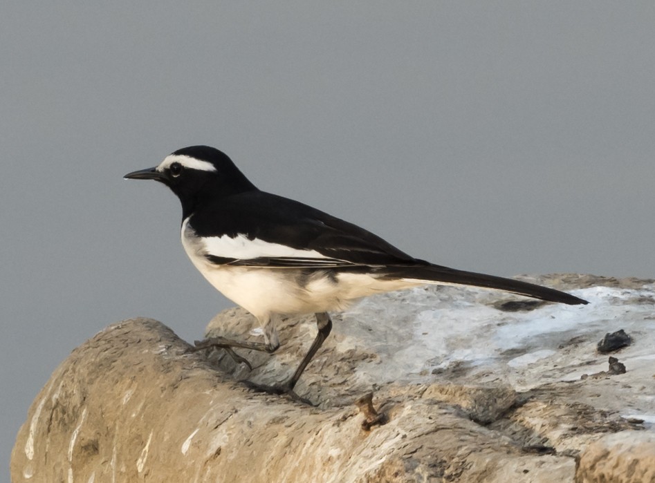 White-browed Wagtail - ML541675841
