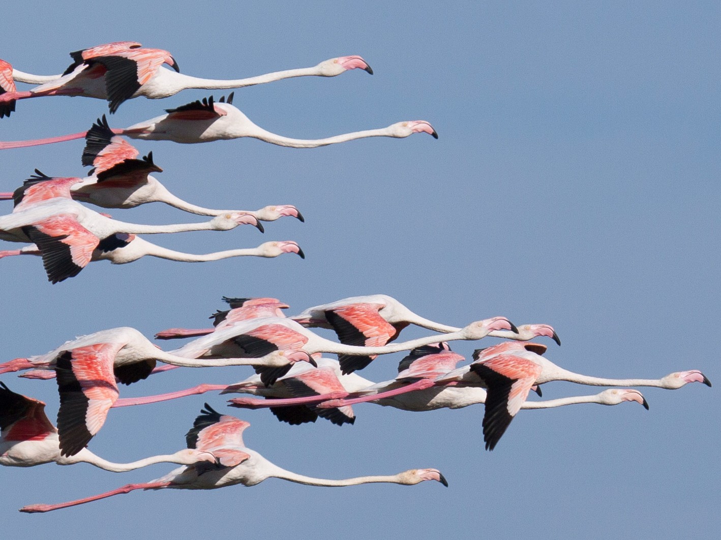 Greater Flamingo - Craig Faulhaber