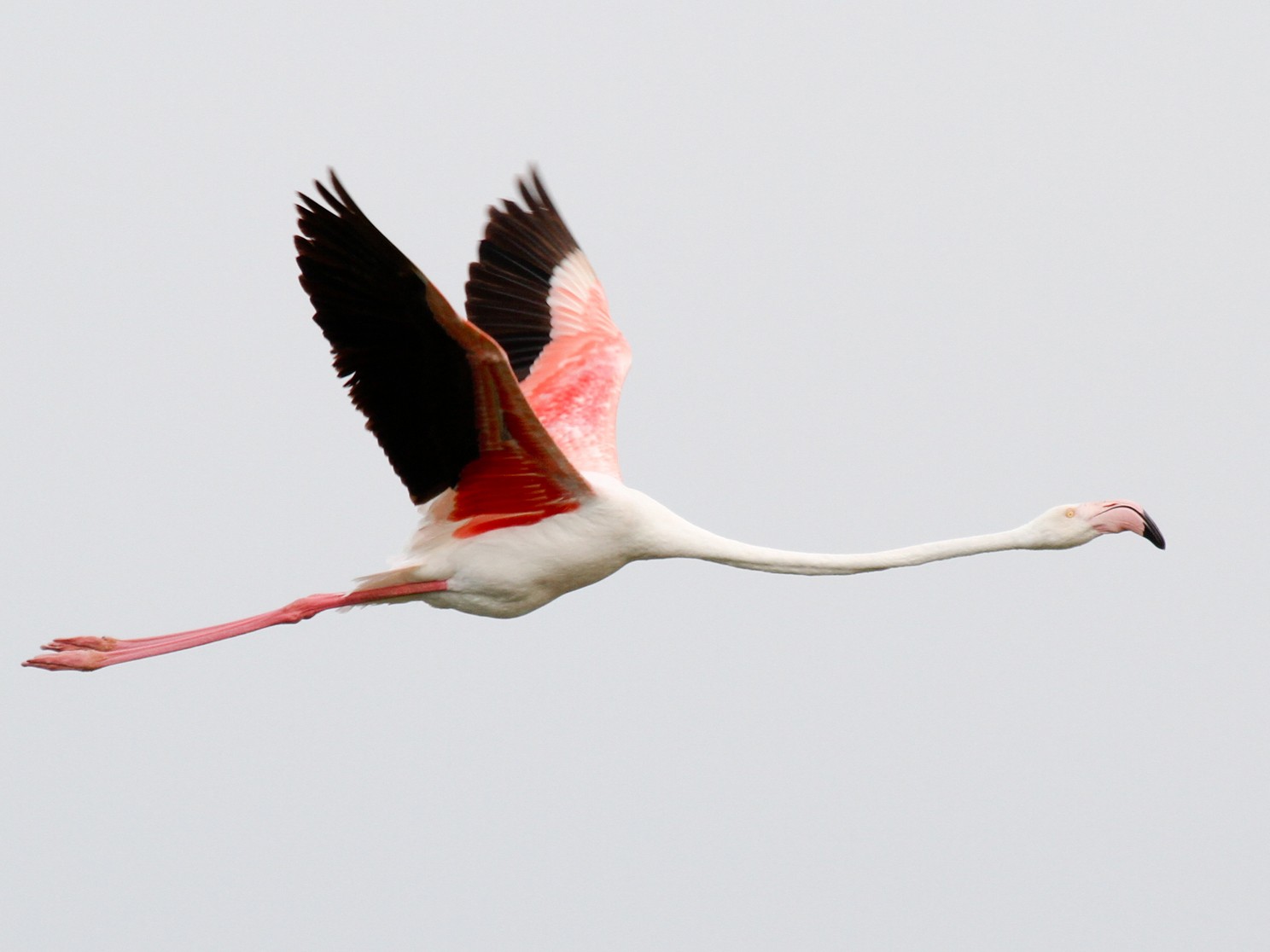 Greater Flamingo - Robert Lewis
