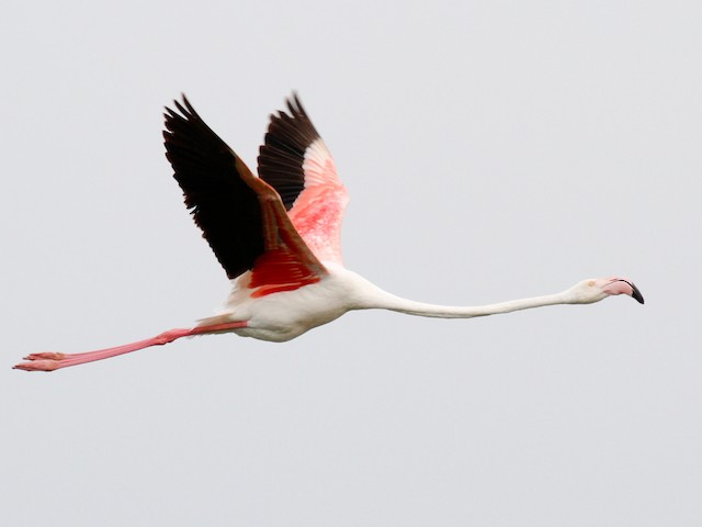 Adult - Greater Flamingo - 