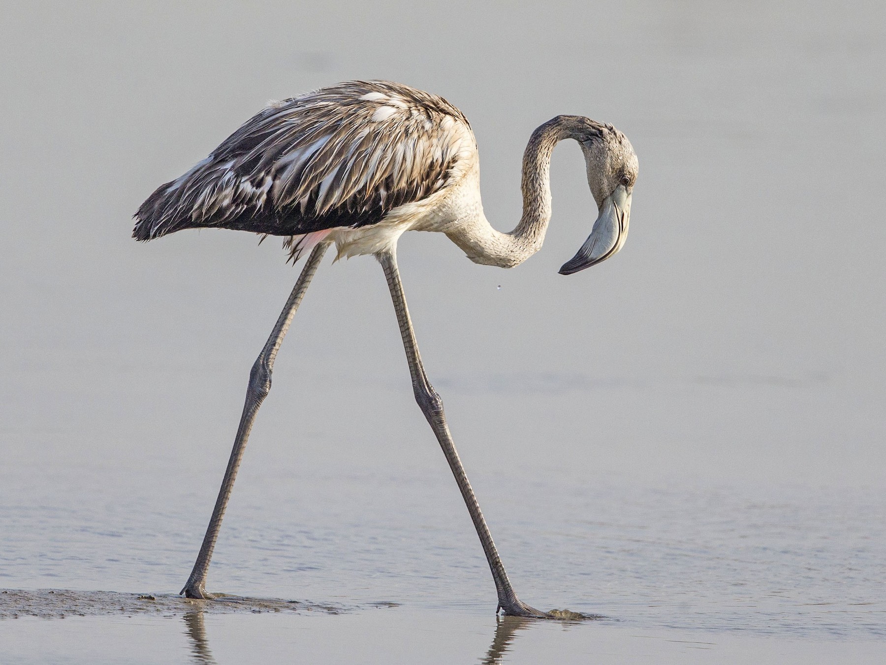 Greater Flamingo - Howard Heaton