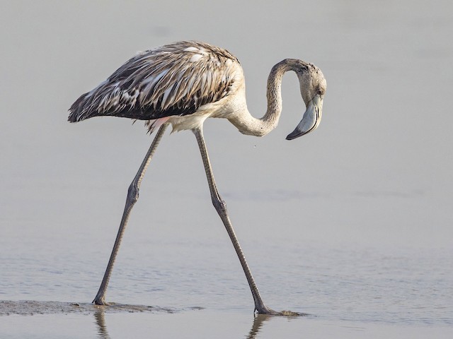 Juvenile - Greater Flamingo - 