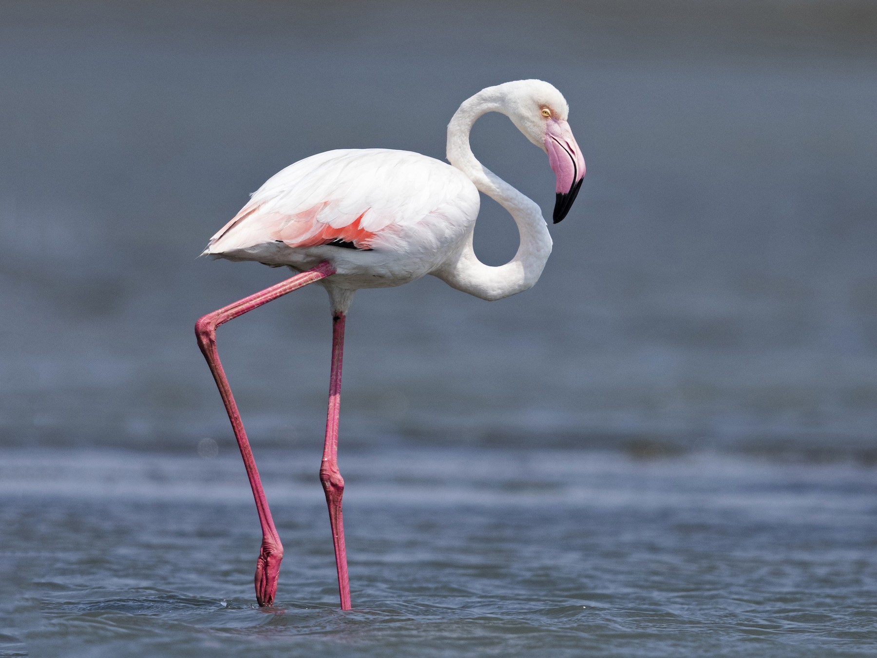 greater flamingo