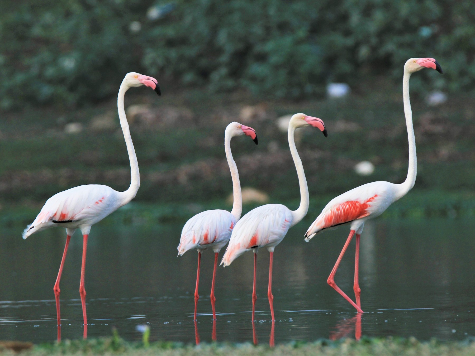 greater flamingo