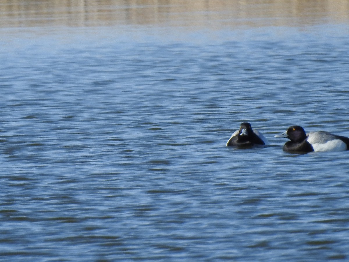 Greater Scaup - ML54167721