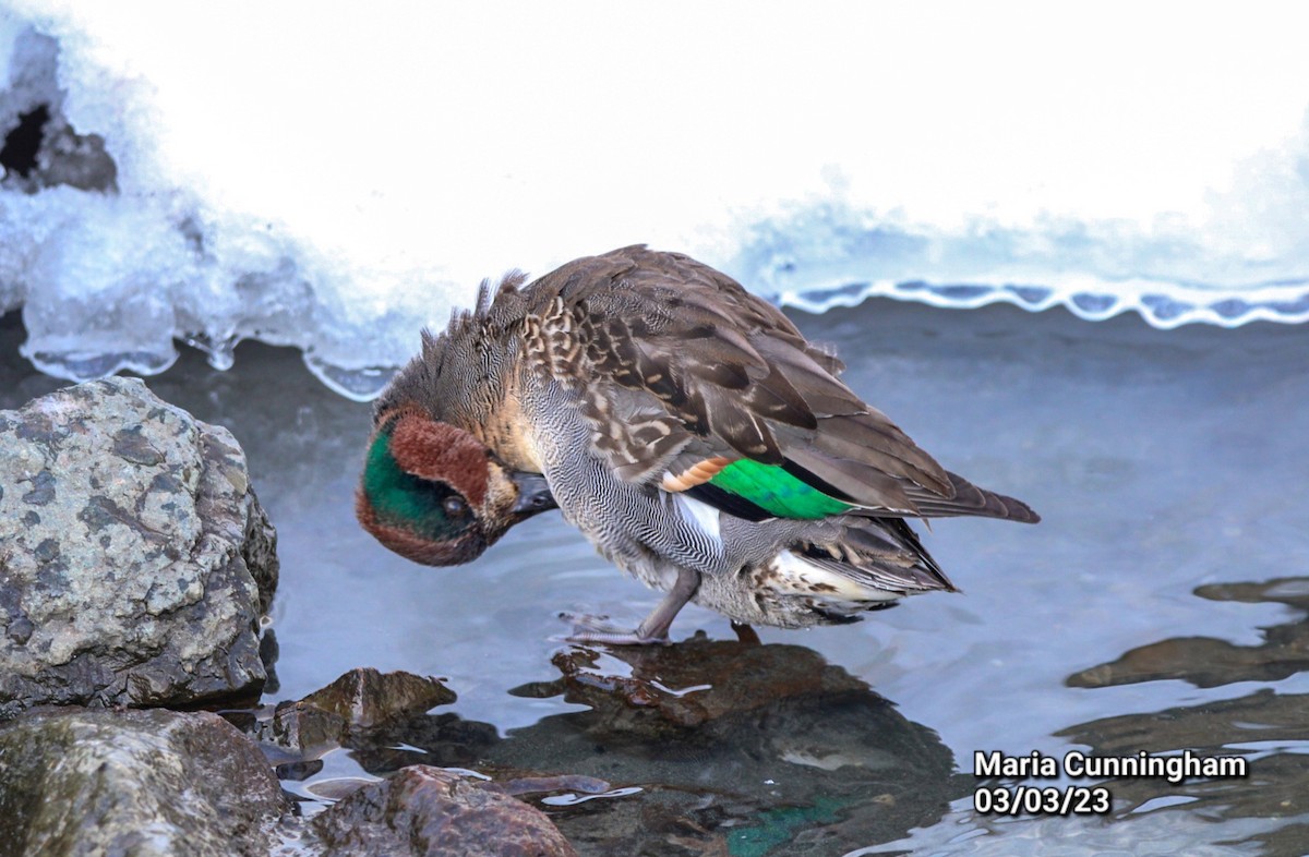 Green-winged Teal - ML541677561
