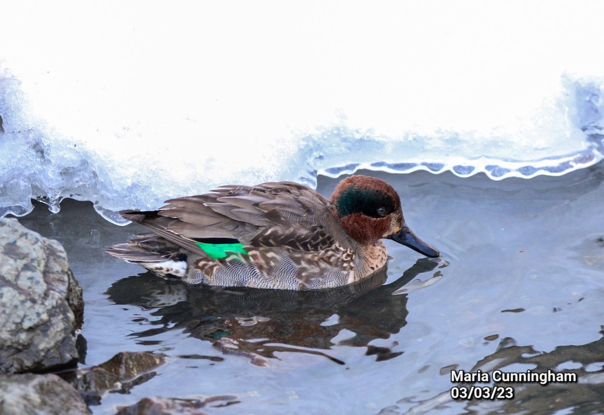 Green-winged Teal - ML541677631