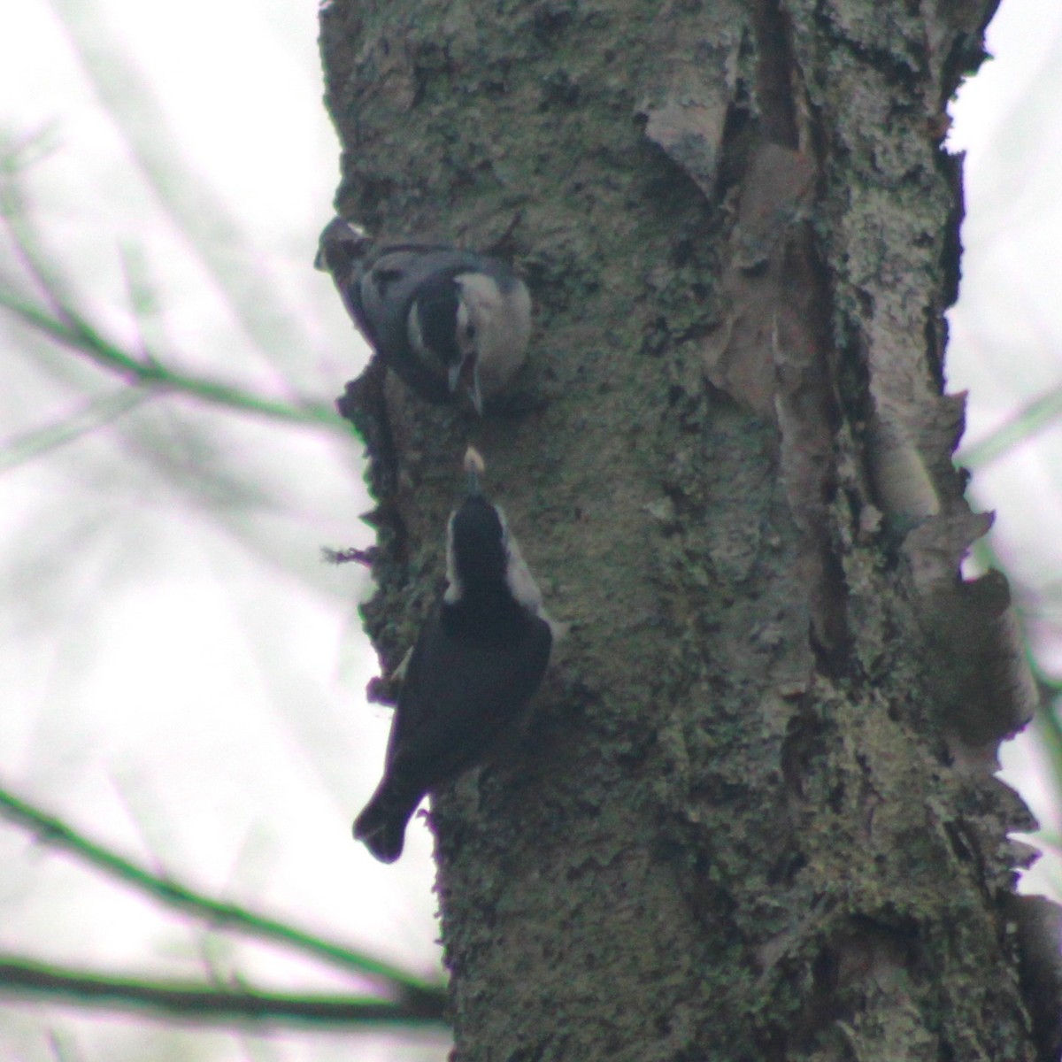 White-breasted Nuthatch - ML541679241