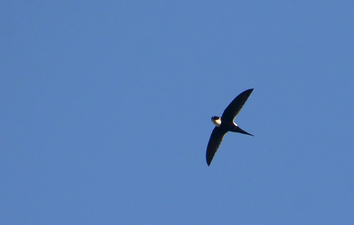 Lesser Swallow-tailed Swift - ML541681601