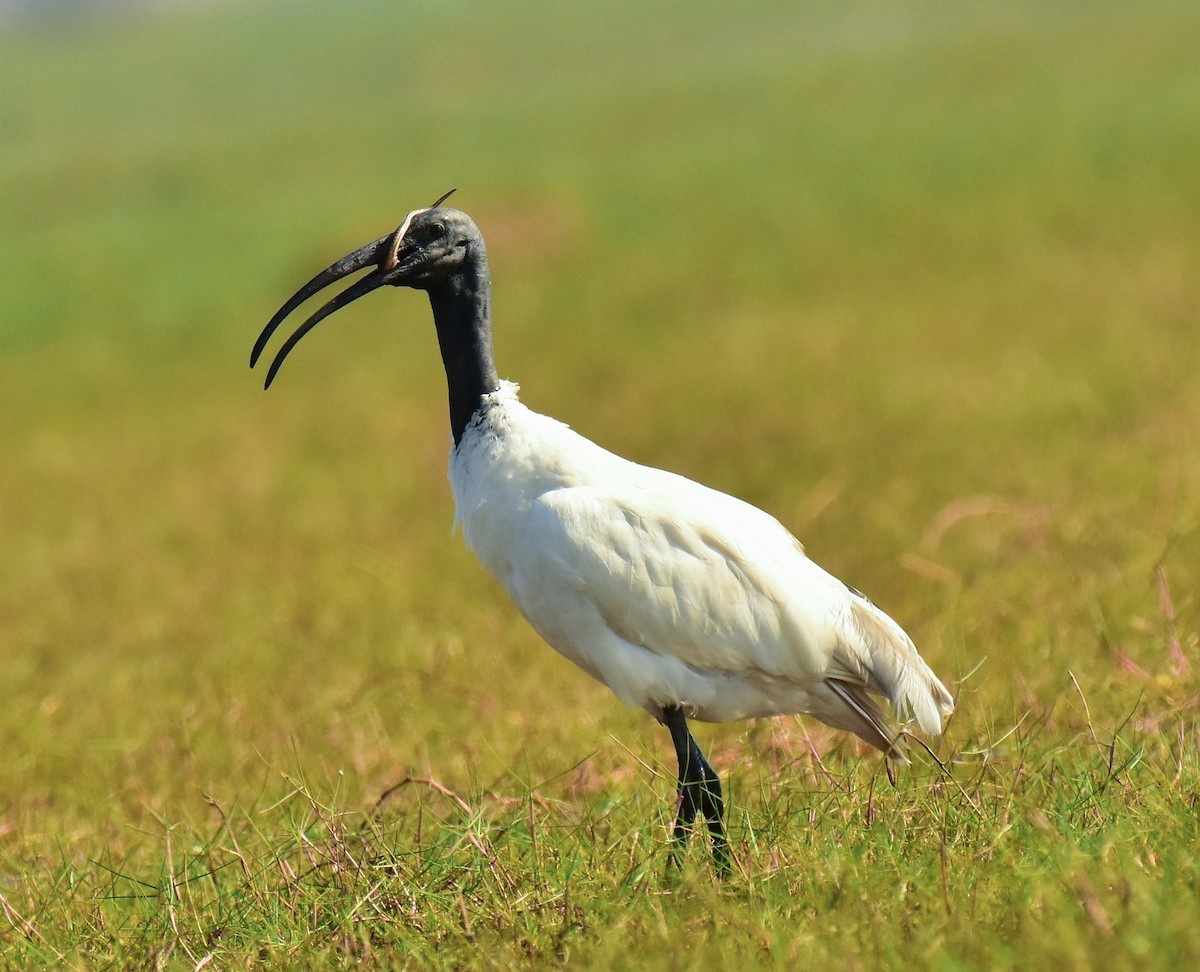 ibis černohlavý - ML541681651