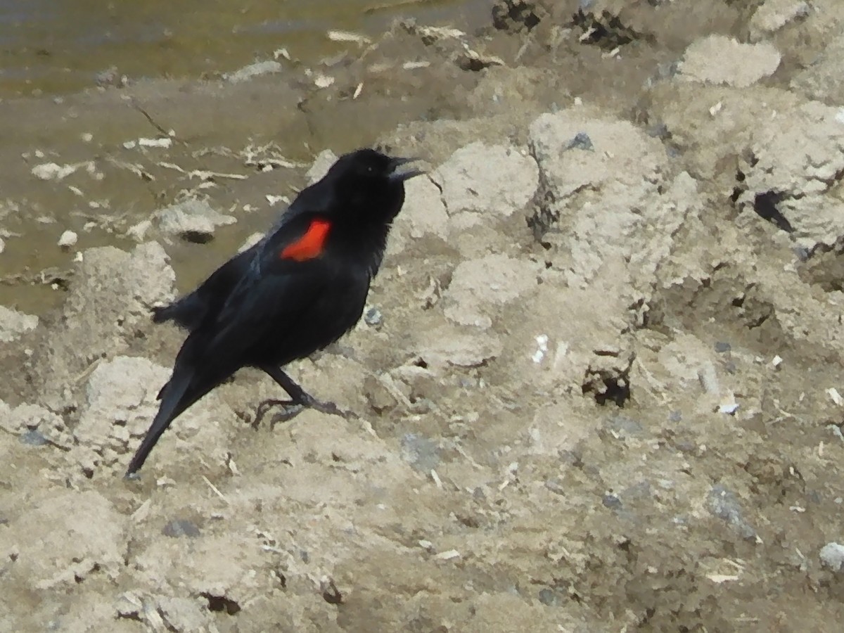 Red-winged Blackbird - ML541682201