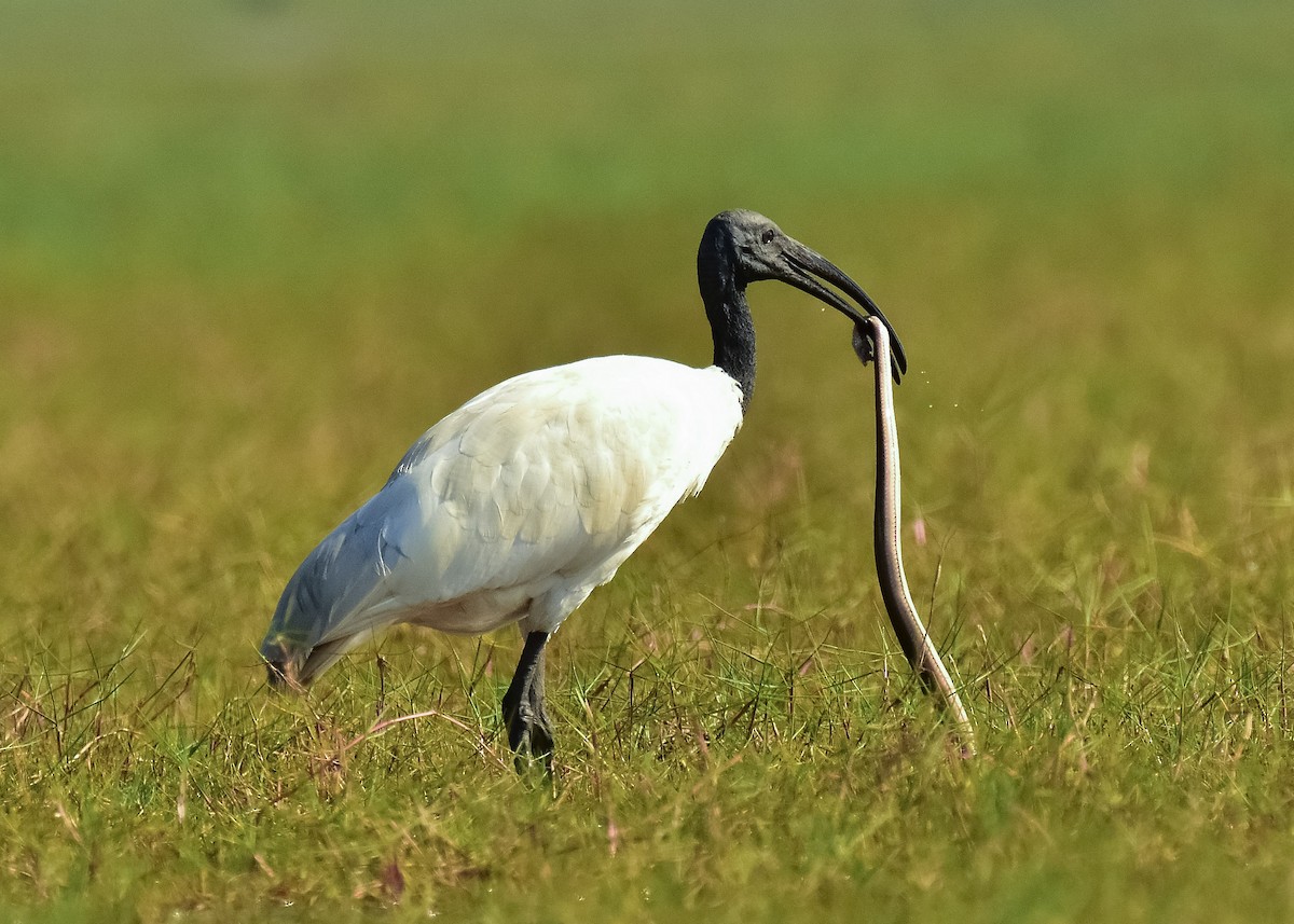 ibis černohlavý - ML541682241
