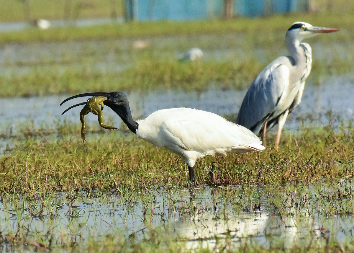 ibis černohlavý - ML541682341