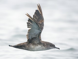  - Balearic Shearwater