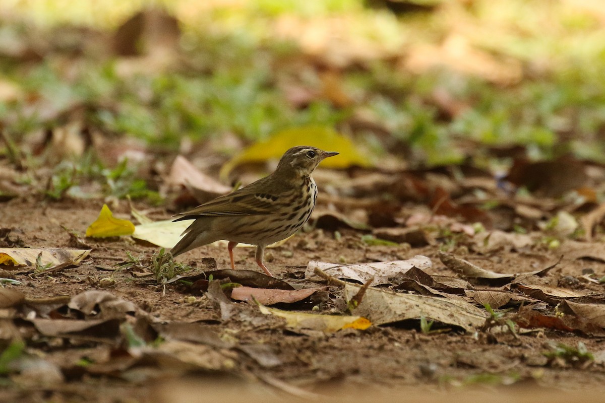 Olive-backed Pipit - ML541691331