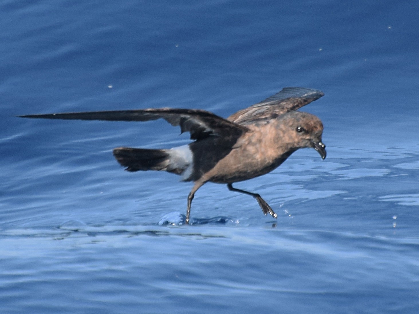 European Storm-Petrel - Will Brooks