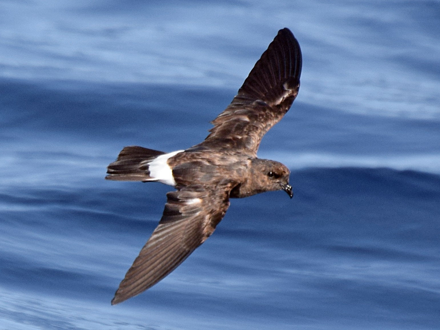 Storm Petrel: Navigating the Tempest with Fearless Flight