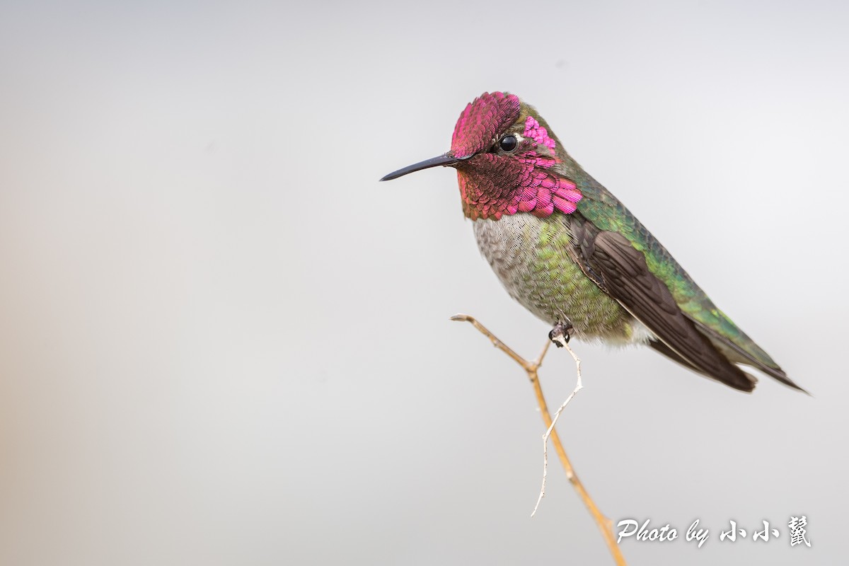 Anna's Hummingbird - ML541692441