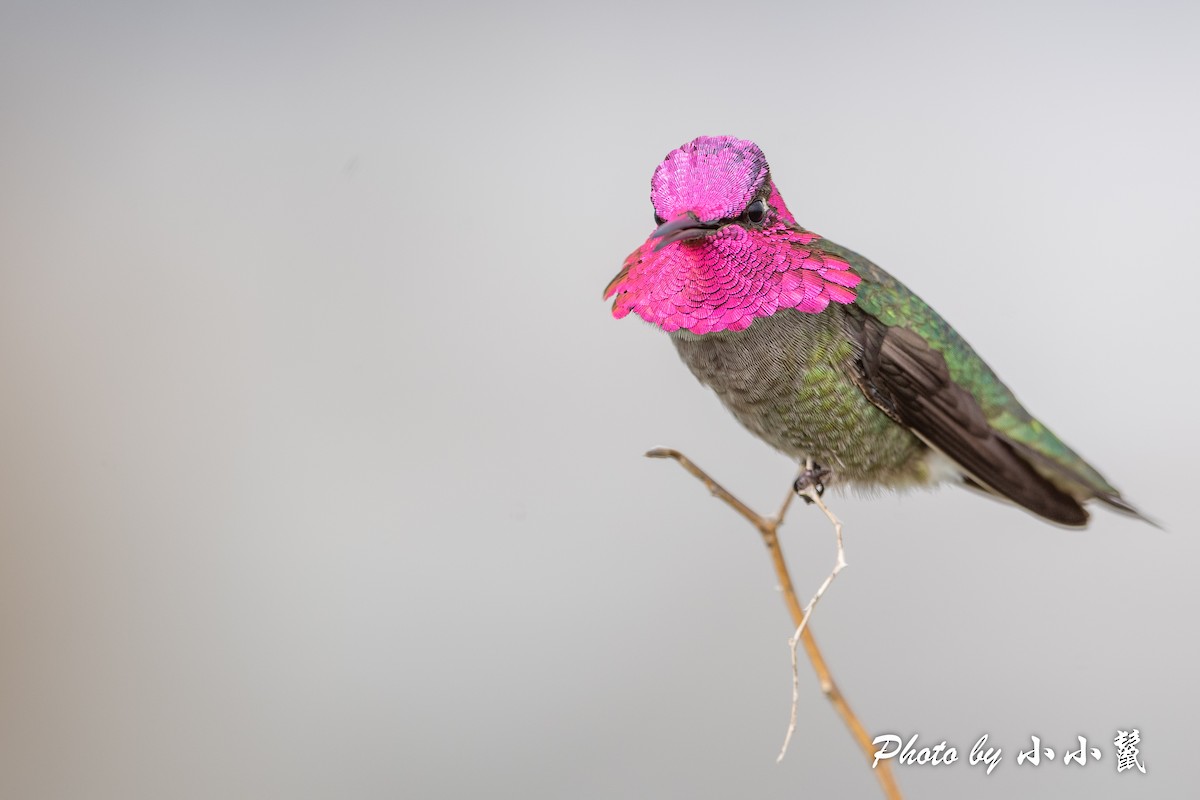 Anna's Hummingbird - ML541692451