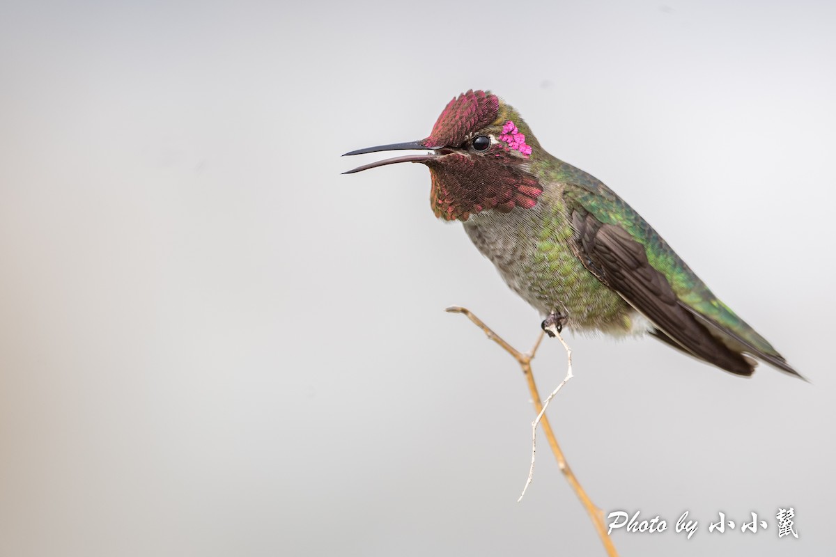 Anna's Hummingbird - ML541692461