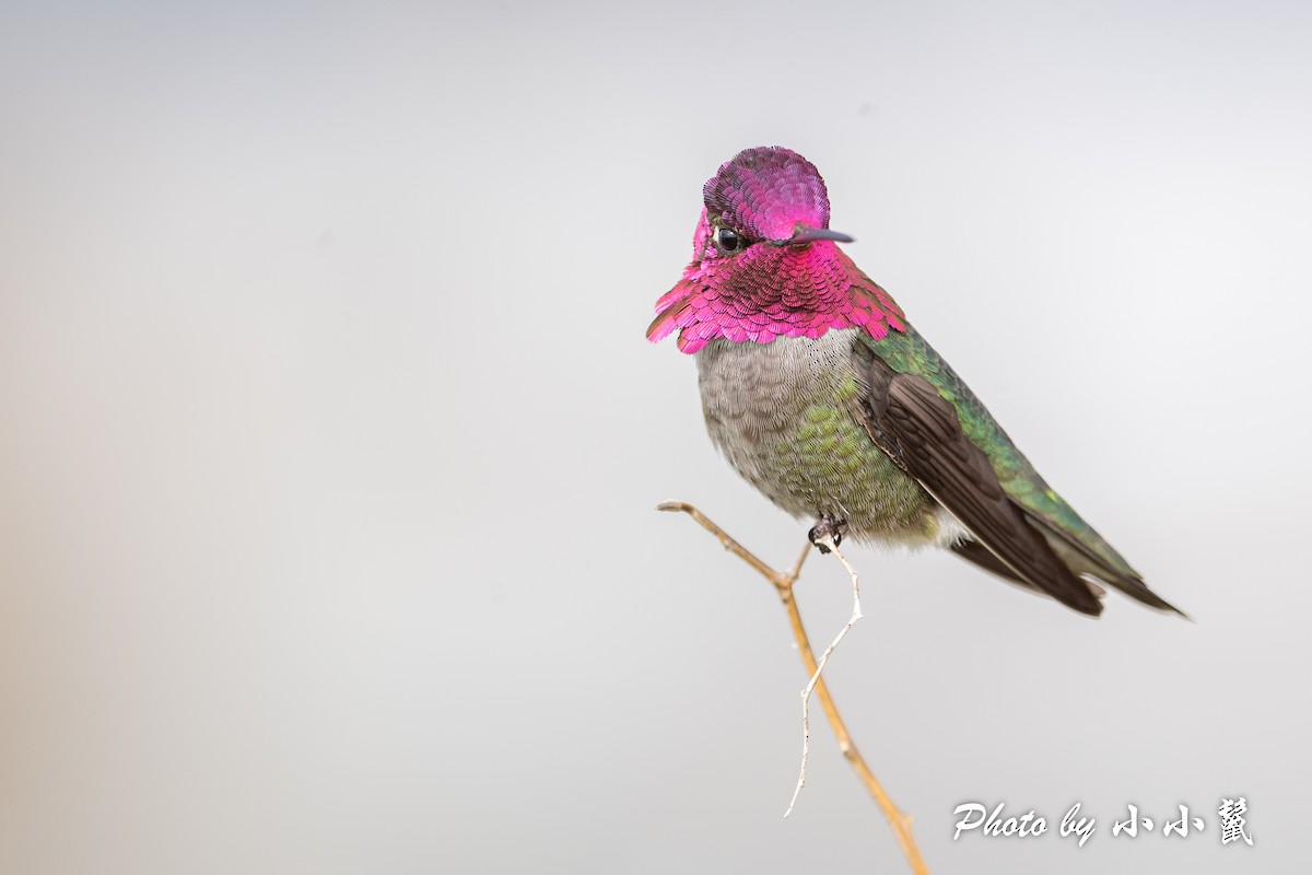 Anna's Hummingbird - ML541692471