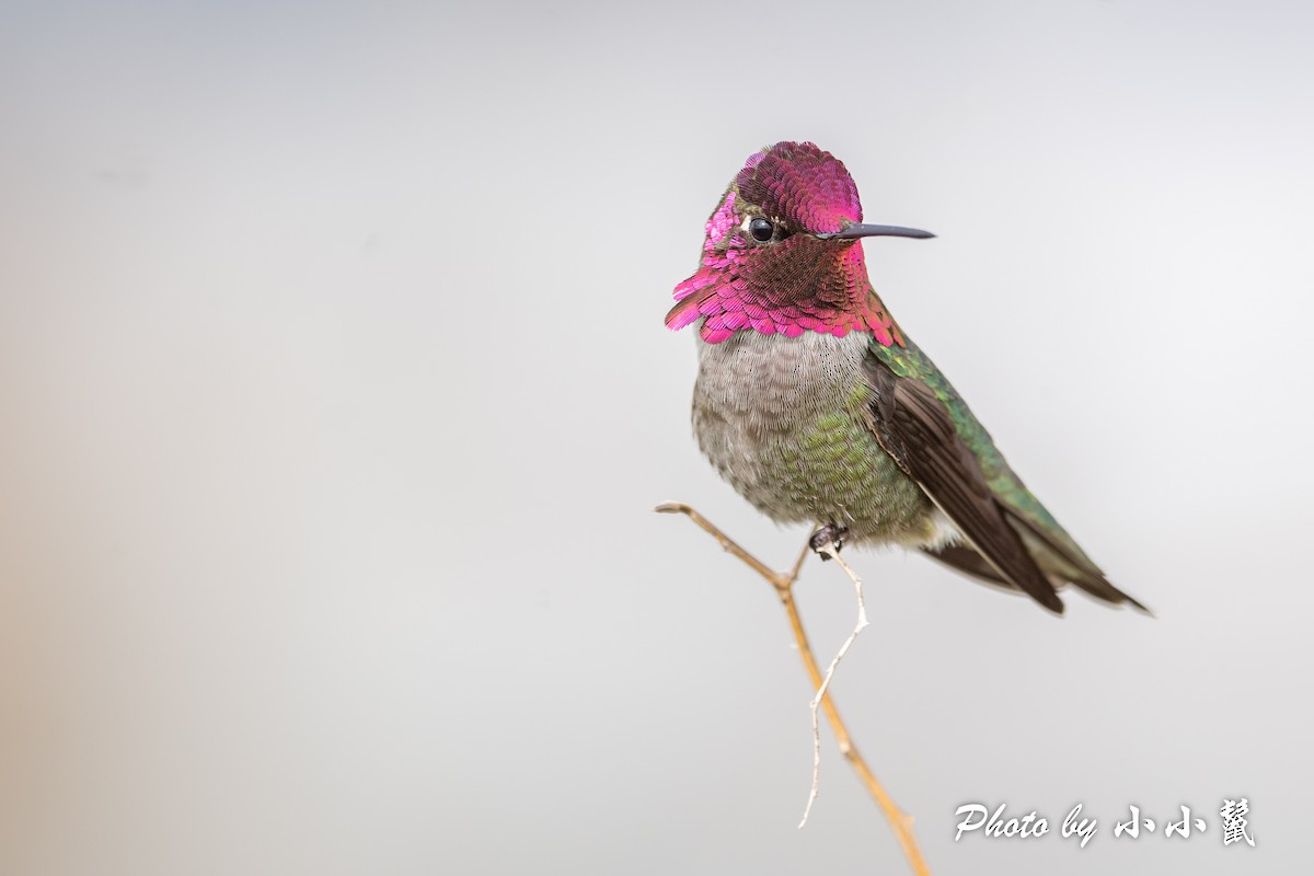 Anna's Hummingbird - ML541692481