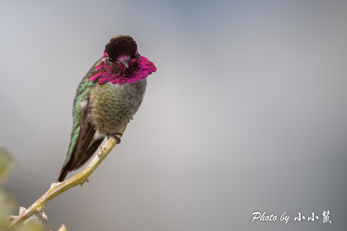 Anna's Hummingbird - ML541692491
