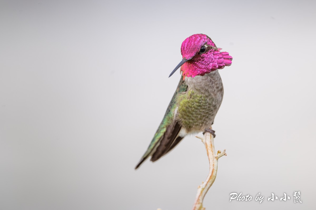 Anna's Hummingbird - ML541692521